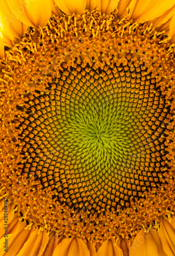 Sunflower 11