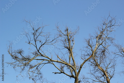 tree tops