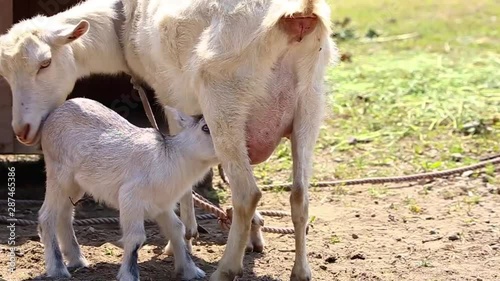 子ヤギ誕生　愛おしい親子の絆 photo