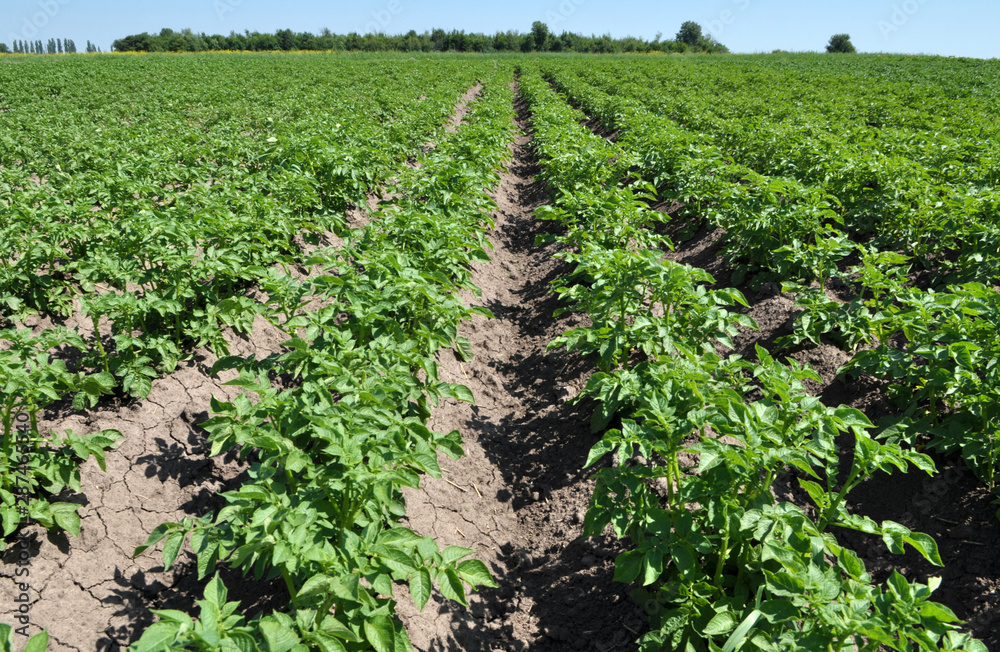 Young potatoes grow on the farm field