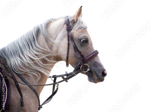 palomino sport welsh pony portrait isolated on white