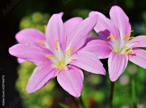 pink flower in garden