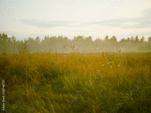 evening landscape with fog in a wild field