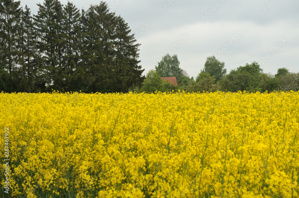 view over flowering rapeseed field to rural landscape