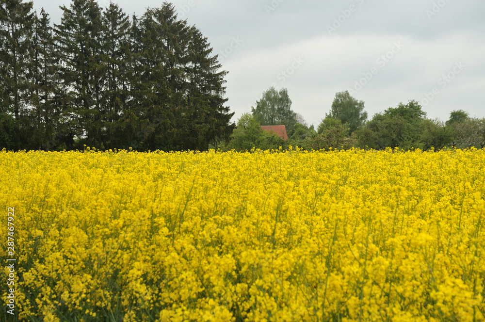 view over flowering rapeseed field to rural landscape view over flowering rapeseed field to rural landscape