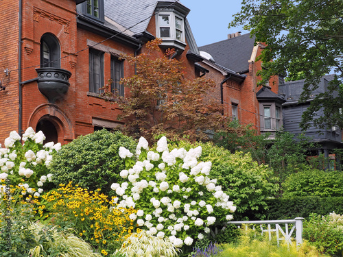 Sticker Front yard on residential street, with white panicle hydrangea bushes blooming i