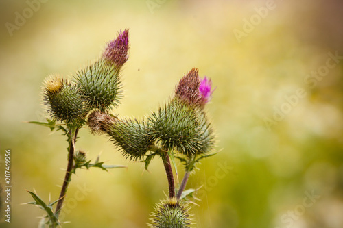 Thistle. Thistle flowers Carduus close-up. Beautiful thistle in the field