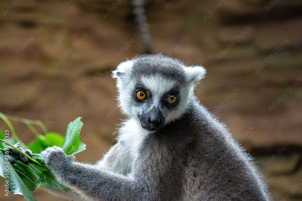 Fototapeta premium ring tailed lemur on branch of tree
