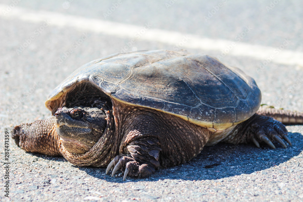 Obraz premium Snapping Turtle crossing street