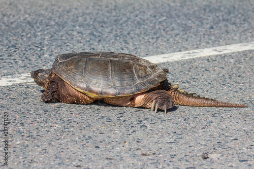 Snapping turtle crossing road photo