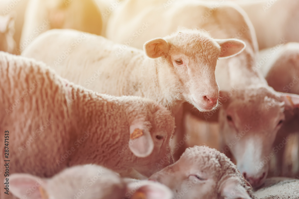 Lamb in sheep pen on dairy farm - obrazy, fototapety, plakaty 