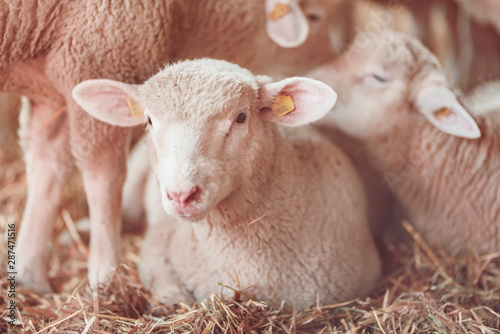 Fototapeta Naklejka Na Ścianę i Meble -  Lamb in sheep pen on dairy farm