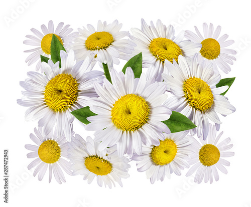 chamomile flower isolated with clipping path