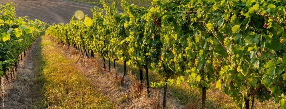 Naklejka premium Weinfeld