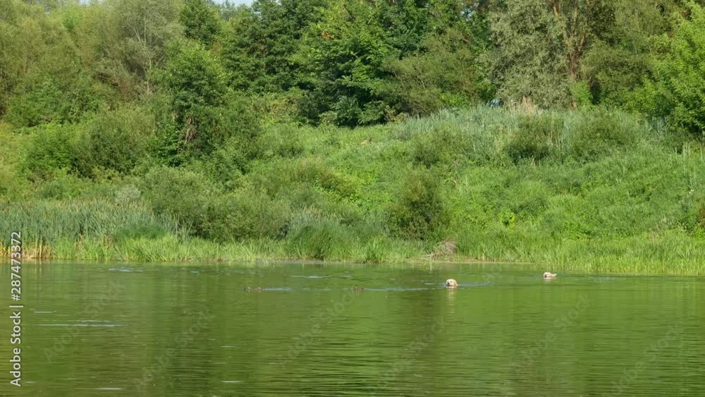 real hunting dogs for swimming ducks real hunting dogs for swimming ducks
