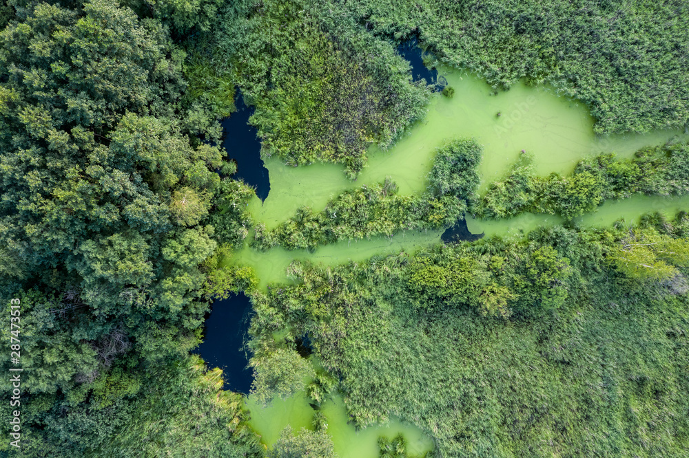 swamp view from drone. Swampy landscape. View of an impassable swamp from height. Aerial photography. swamp view from drone. Swampy landscape. View of an impassable swamp from height. Aerial photography.