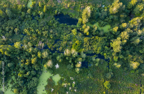 swamp in the forest view from drone. Swampy landscape. View of an impassable swamp from height. Aerial photography Wild forest landscape