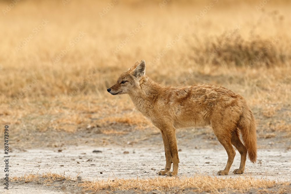 Beautiful golden jackal or common jackal (Canis aureus). Beautiful golden jackal or common jackal (Canis aureus).