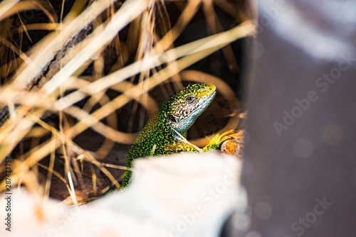 Green lizard hiding in grass, Bosnia and Herzegovina photo