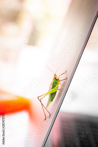 green cricket on laptop