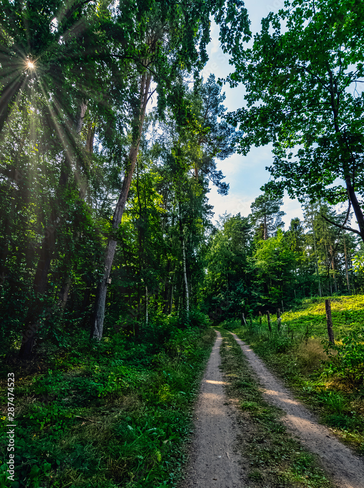 Polish wild forest with visible sun rays - Kampinos National Park, Poland