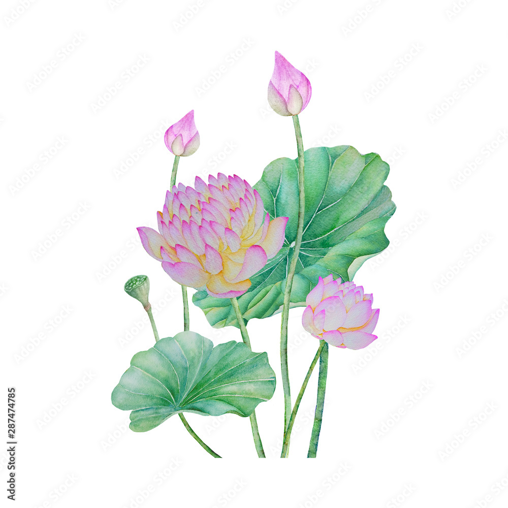 lotus flowers isolated on white background .lotus flowers Hand painted Watercolor illustrations.