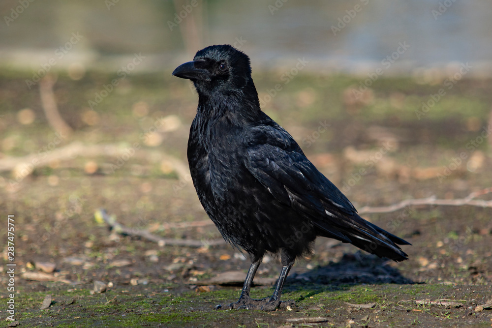 Obraz premium kruk na ziemi