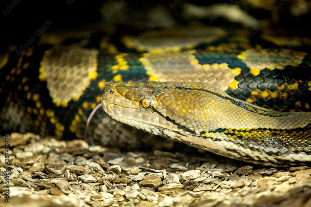 Reticulated Python head in a profile closeup Reticulated Python head in a profile closeup