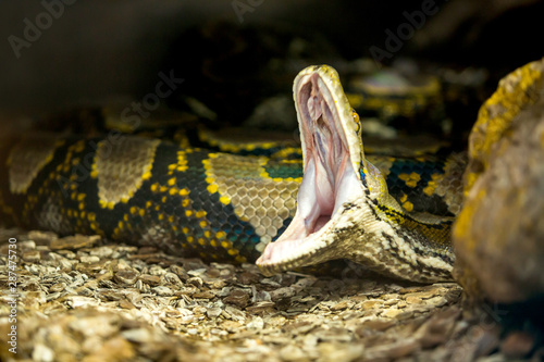 Angry Reticulated Python head in a closeup photo