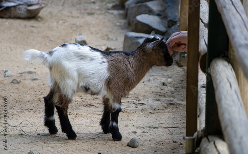 Babygoat photo