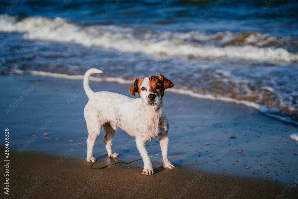cute small jack russell dog running by the beach. Fun, holidays and summertime concept cute small jack russell dog running by the beach. Fun, holidays and summertime concept
