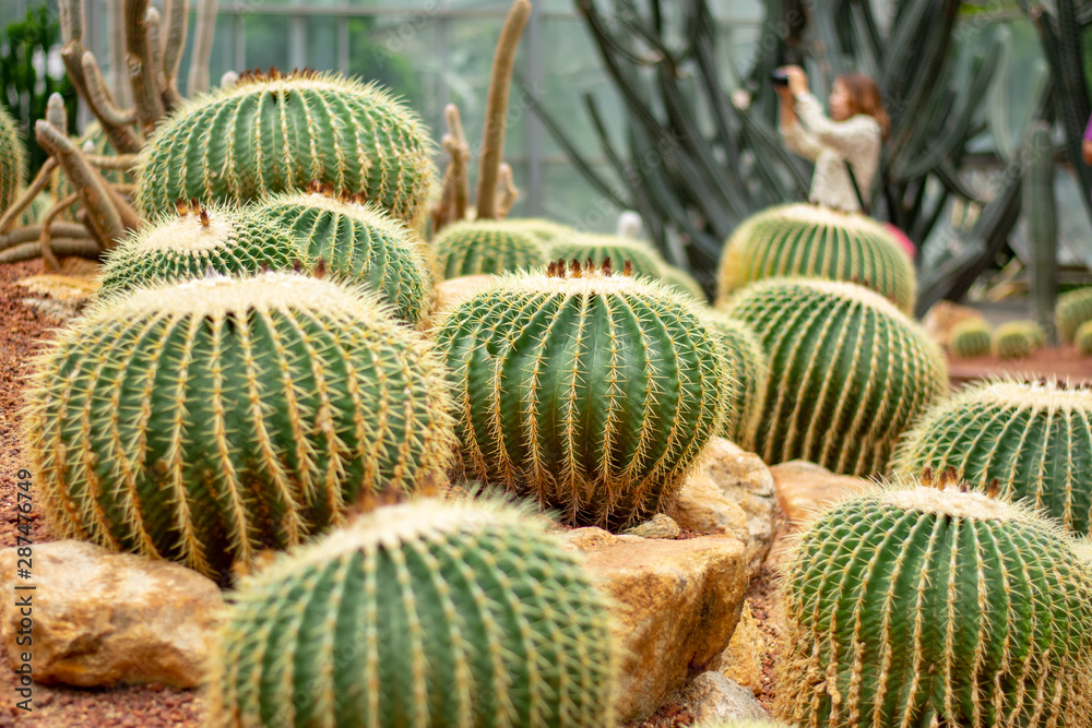 cactus in a glass greenhouse for protection in The Conservatory and Botanical Garden of the City of Geneva.