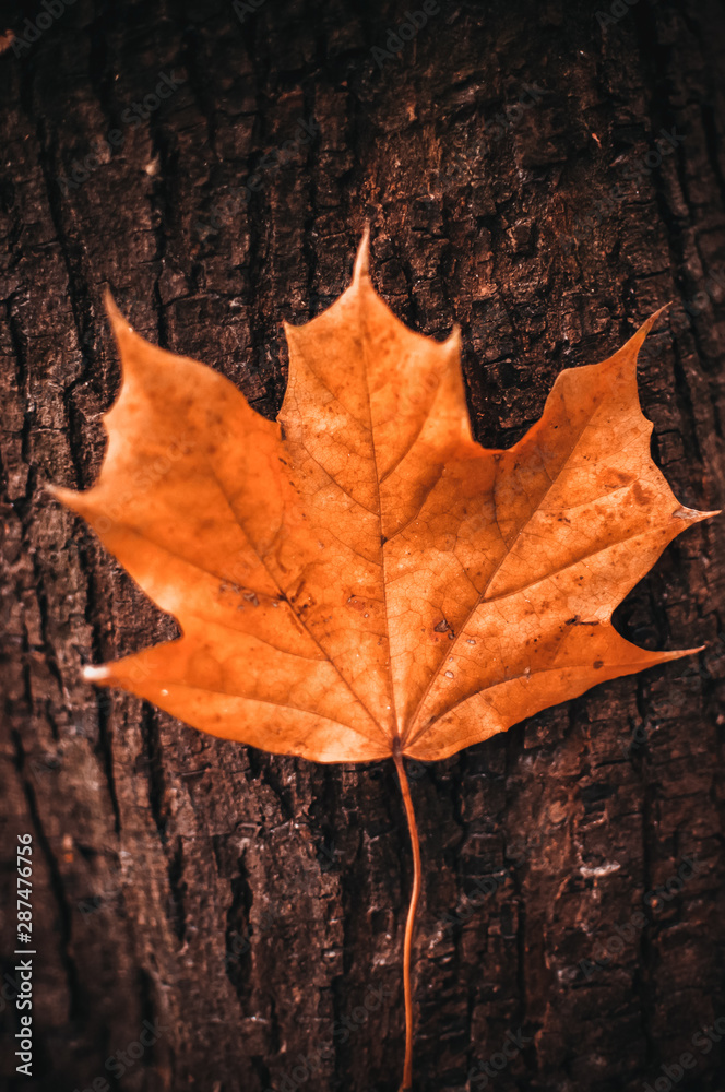 bright yellow maple leaf clings to the tree bark. Natural autumn background. bright yellow maple leaf clings to the tree bark. Natural autumn background.