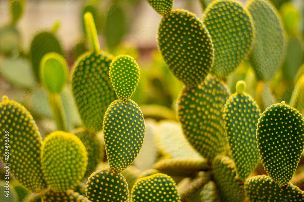cactus in a glass greenhouse for protection in The Conservatory and Botanical Garden of the City of Geneva.