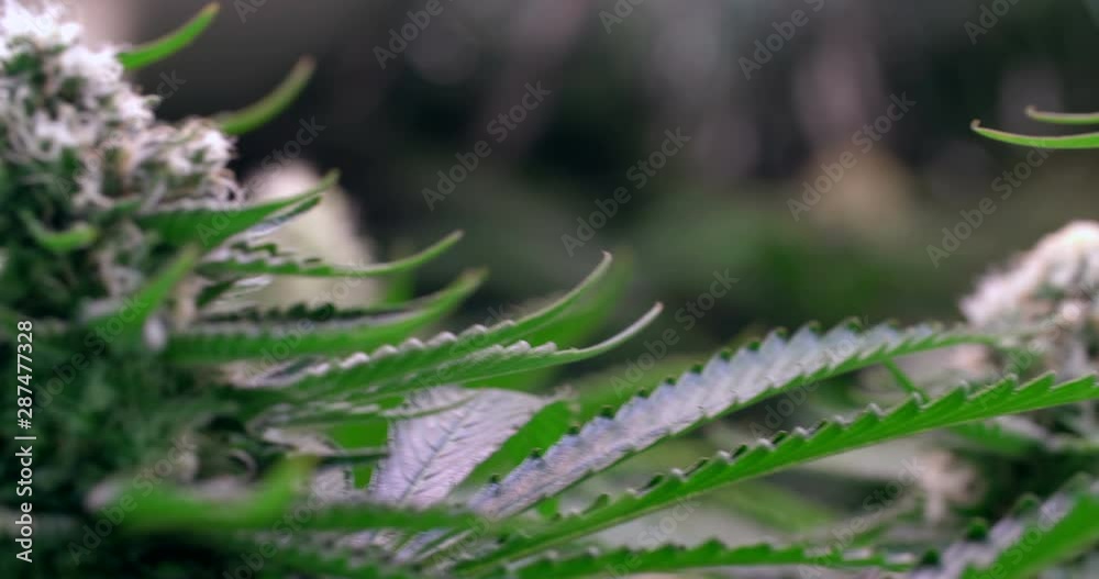 Shot of a cannabis plants growing in a grow tent during flowering stage Shot of a cannabis plants growing in a grow tent during flowering stage