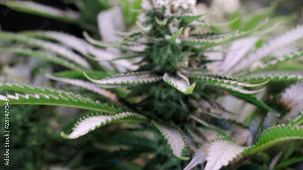 Slow motion shot of a cannabis plants growing in a grow tent during flowering stage Slow motion shot of a cannabis plants growing in a grow tent during flowering stage