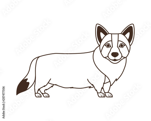 silhouette of cute welsh corgi dog on white background