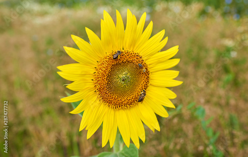 Sunflower3bee photo