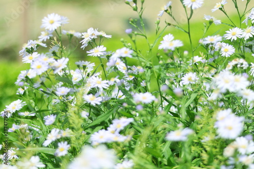 ARBUSTO REPLETO DE HERMOSAS FLORES BLANCAS EN MEDIO DEL BOSQUE CON CREMOSO BOKEH, SOFT FOCUS, ORTON photo