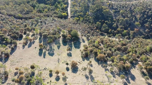 aerial view of Forest