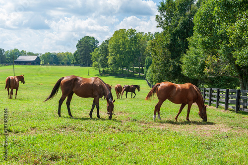 Horses grazing in the pasture