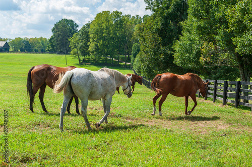 Horses on the farm