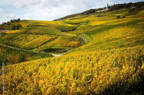 Rhine valley with vineyards