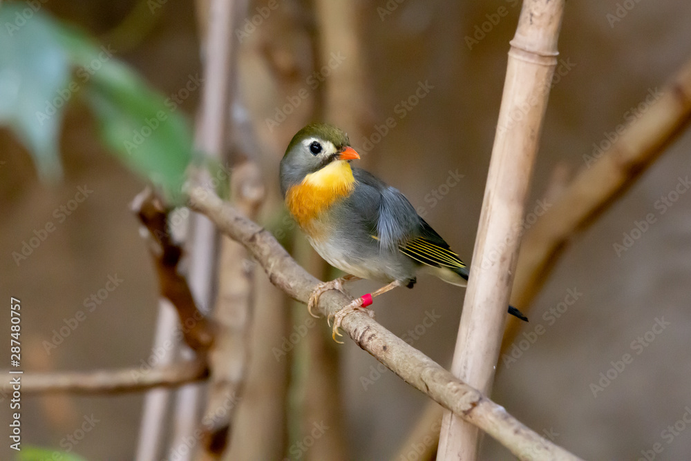 Obraz premium beautiful colorful exotic bird