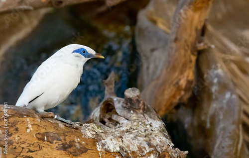 Balinese starling beautiful white exotic bird