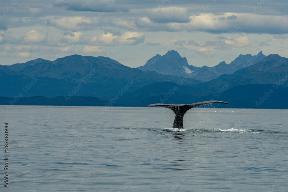 Fototapeta premium Whales watching at Juneau AK