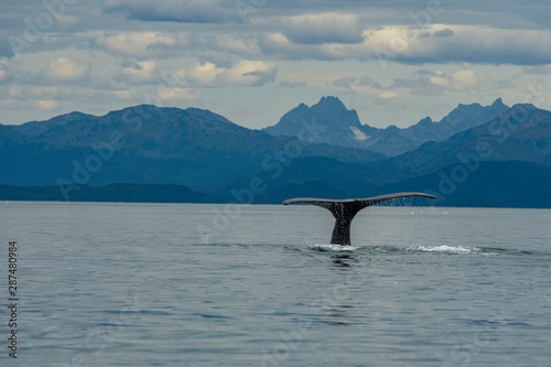 Whales watching at Juneau AK