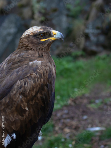 portrait of an eagle