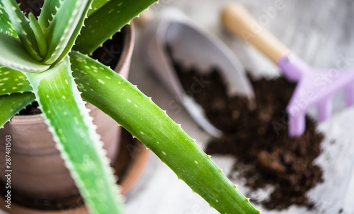 aloe gardening tools for transplanting flowers with a handful of land horizontal position