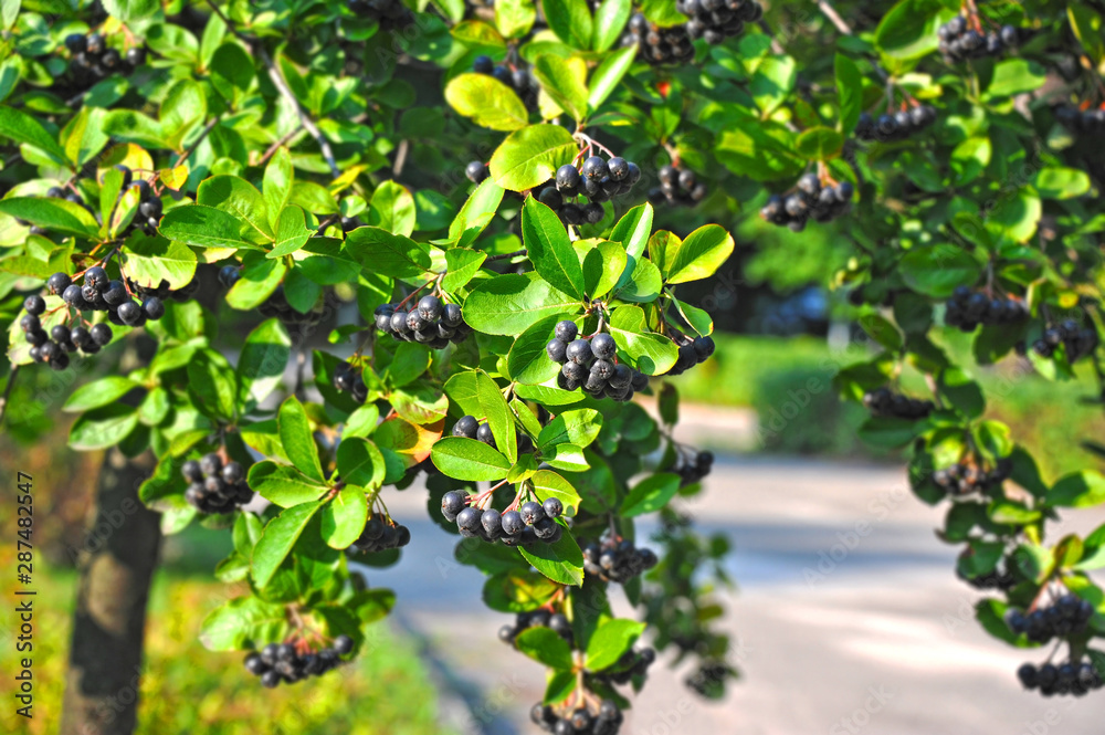 Black ashberry (Aronia melanocarpa)